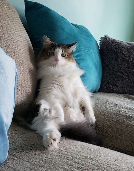 Entry image for Weston. Clicking this image will show a larger photo