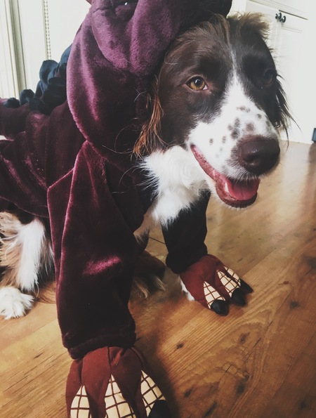 Robyn the Spanielsaurus! 