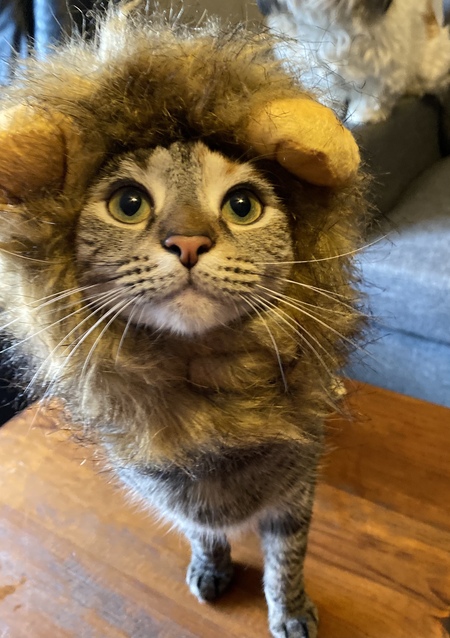 Trixie the cowardly lion
