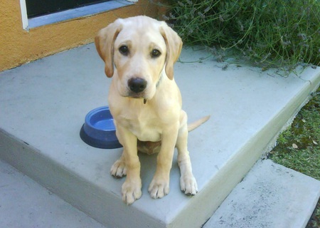 Jake