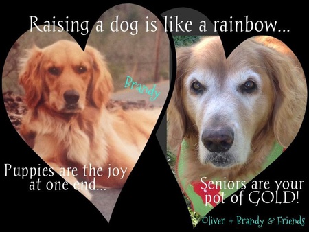 Brandy