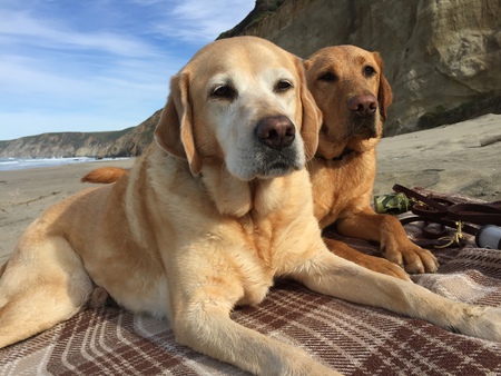 Hemingway and Connor