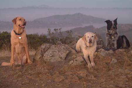 CC dogs Chester and Tessy with buddy Bodhi enjoying the sunset in the Marin Headlands.