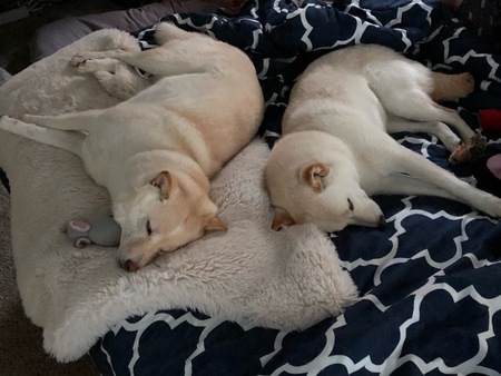 Riley and Tofu