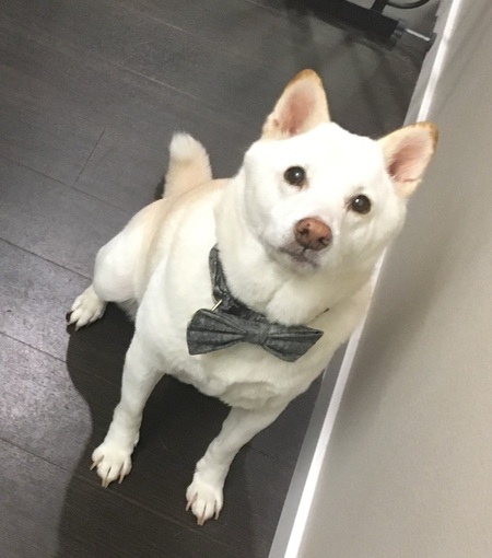 Kuma