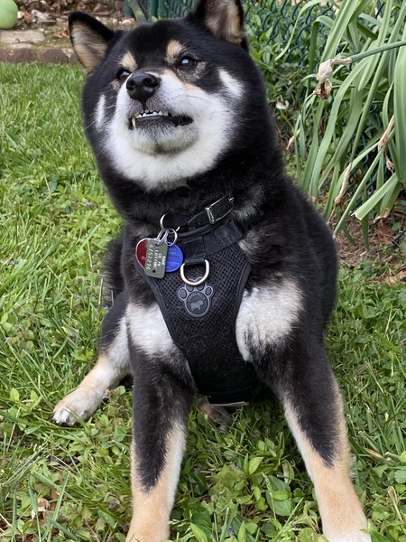 Mako