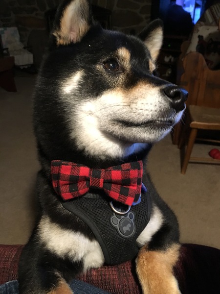 Mako
