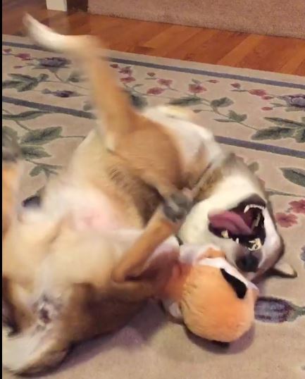 Yoshi 