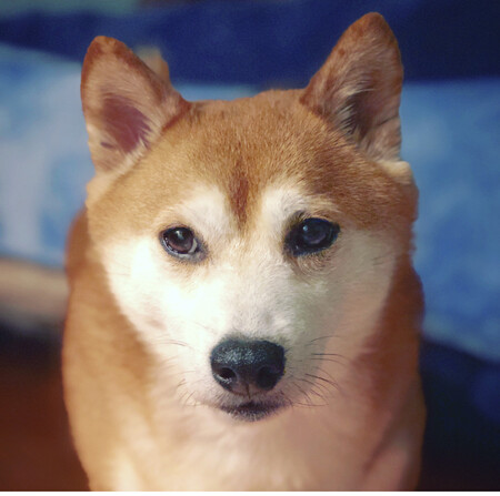 Jack