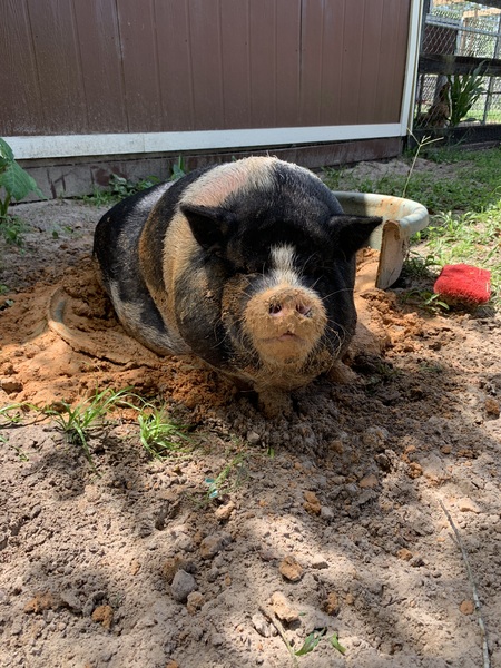 Peppa Pig