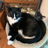 Entry image for Ursula and her adopted big brother, Finn