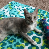 Entry image for Gracie (Pippi)