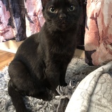 Entry image for Millie