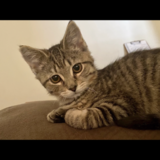 Entry image for Buddy