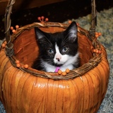 Entry image for Ella