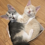 Entry image for Melon and Catalina