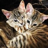 Entry image for Maizie and Bella