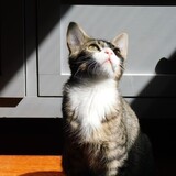 Entry image for Tuna