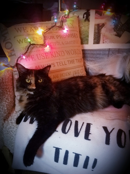 Entry image for Stella. Clicking this image will show a larger photo