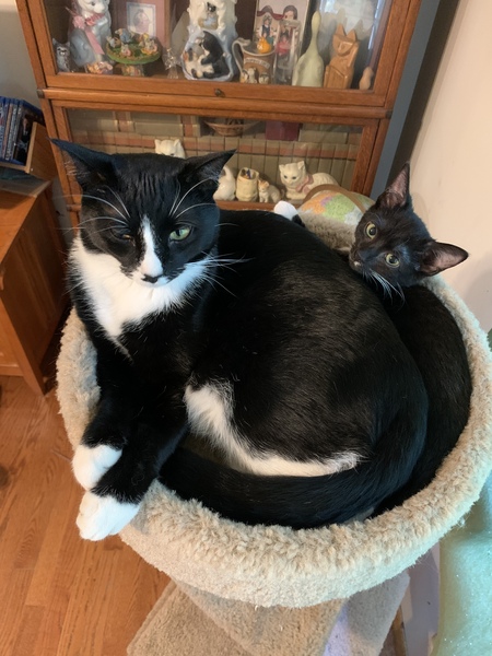 Entry image for Ursula and her adopted big brother, Finn. Clicking this image will show a larger photo