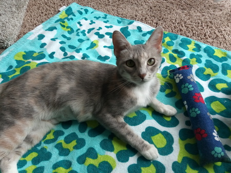 Entry image for Gracie (Pippi). Clicking this image will show a larger photo