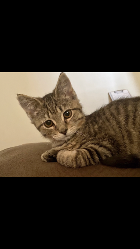 Entry image for Buddy. Clicking this image will show a larger photo