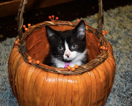 Entry image for Ella. Clicking this image will show a larger photo