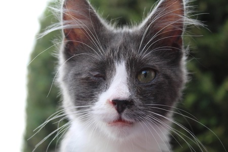 Entry image for Kahlua. Clicking this image will show a larger photo