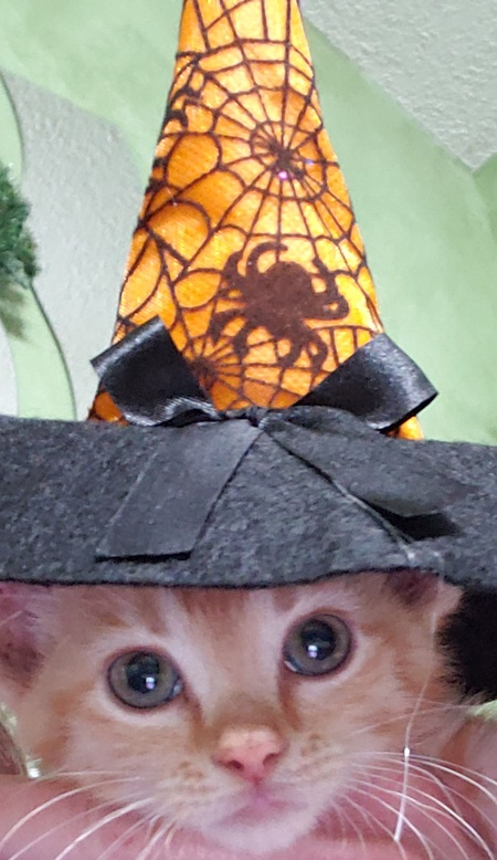 Entry image for Peni. Clicking this image will show a larger photo