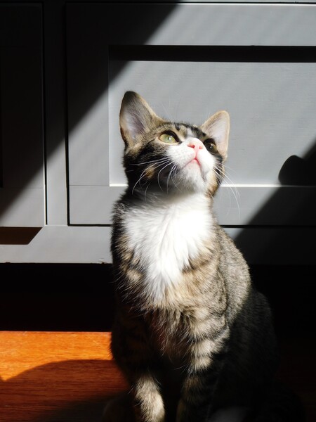 Entry image for Tuna. Clicking this image will show a larger photo