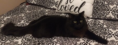 Entry image for King. Clicking this image will show a larger photo