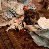 Entry image for Ewok