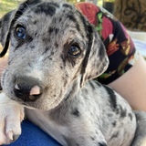 Entry image for Leopard