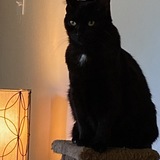 Entry image for Ziva