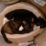 Entry image for Felix & Stella