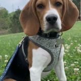 Entry image for Rufus