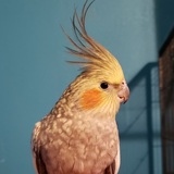 Entry image for Honey Birb 