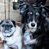 Entry image for Tank and  Chelsea