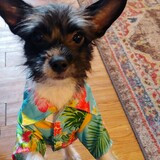 Entry image for Ozzy 