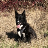 Entry image for Dottie