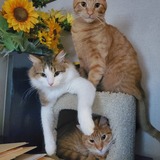 Entry image for Thomas, Cheddar and Cheeto