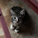 Entry image for Webberville Whitefeet