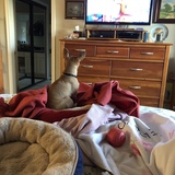 Entry image for Kobe