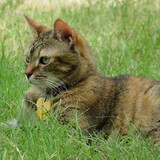 Entry image for Pounder