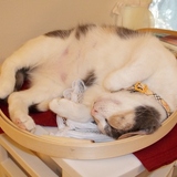 Entry image for Peanut