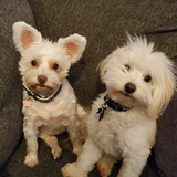 Entry image for Ollie and Lola
