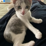 Entry image for Comet NEOWISE 2020