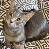 Entry image for Gracie 