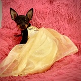 Entry image for RoxyRoo