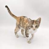 Entry image for Seger